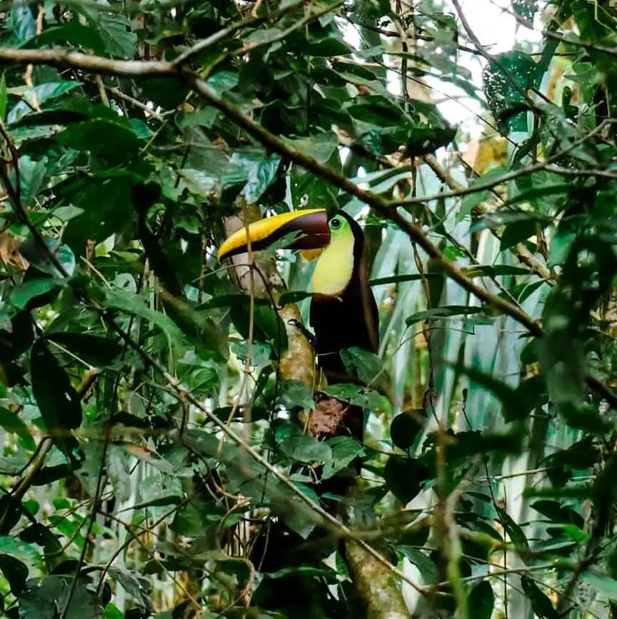 costa rica rundreise corcovado nationalpark 2