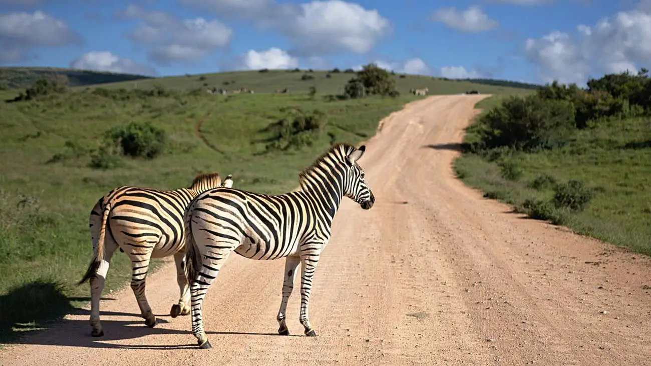 Zebra kreuzt eine Schotterstraße in Südafrika