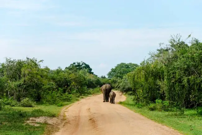 Sri Lanka Yala NP Elefanten