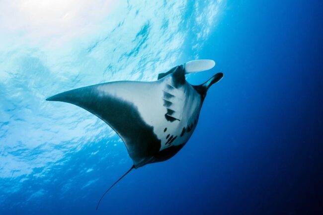 Hawaii Big Island Schnorcheln und Tauchen mit Mantas